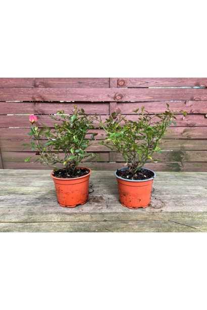 Троянда Триколор Фейрі саджанець